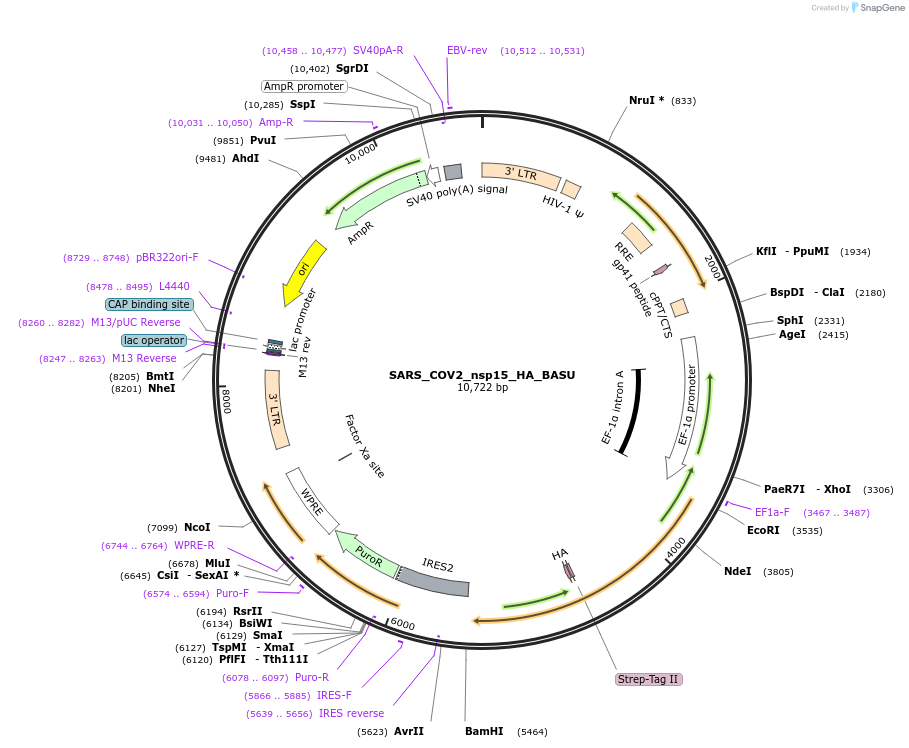 153985-plasmid-map-sequence-id-300136