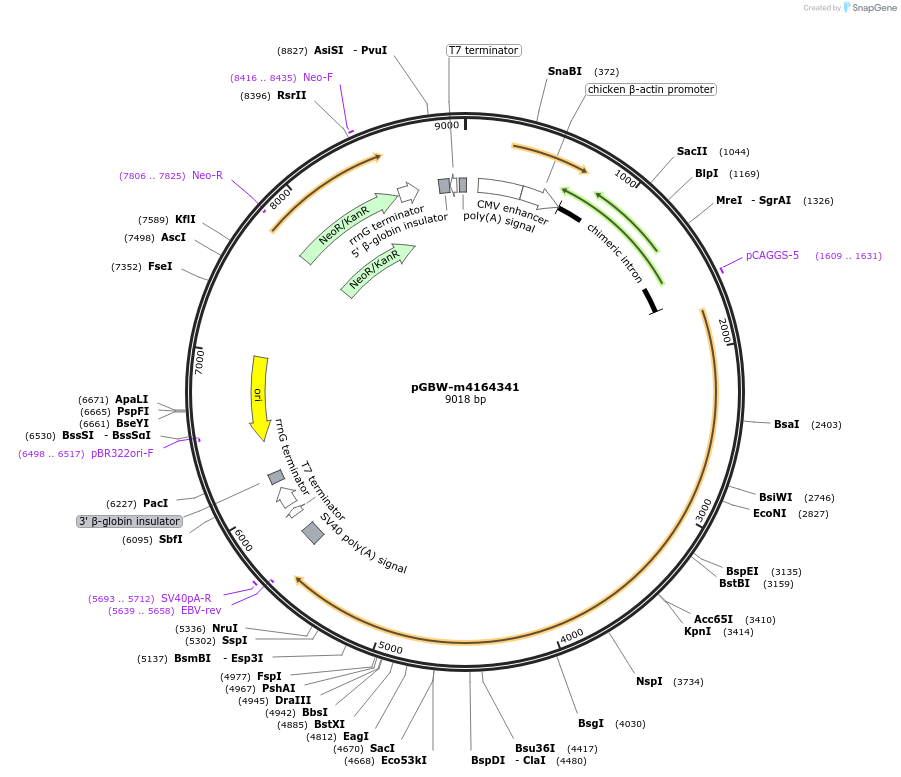 153552-plasmid-map-sequence-id-300137