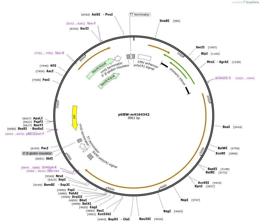 153553-plasmid-map-sequence-id-300138