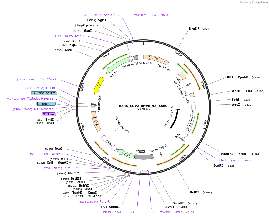 153991-plasmid-map-sequence-id-300155