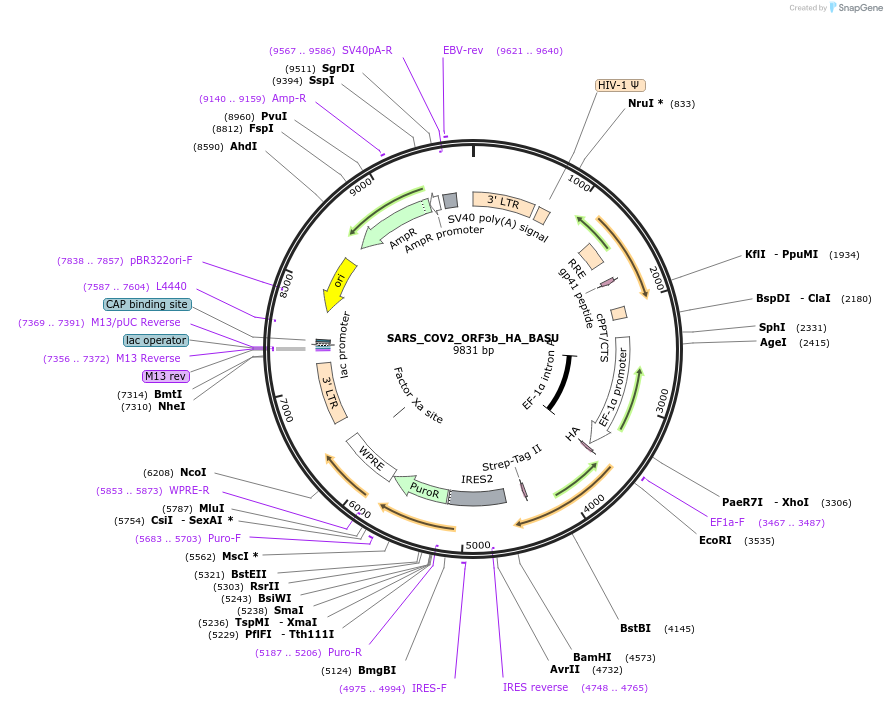 153992-plasmid-map-sequence-id-300158