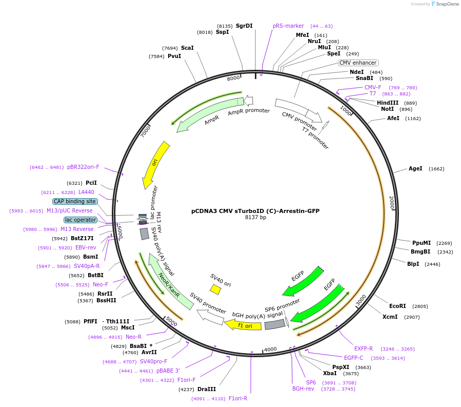 153010-plasmid-map-sequence-id-300192