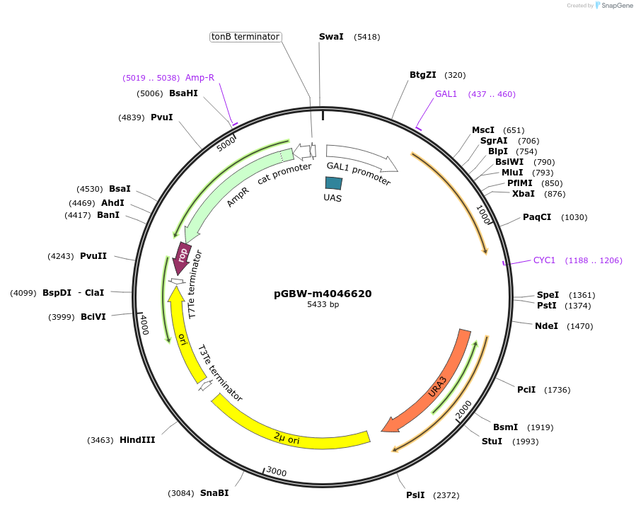 153894-plasmid-map-sequence-id-300207