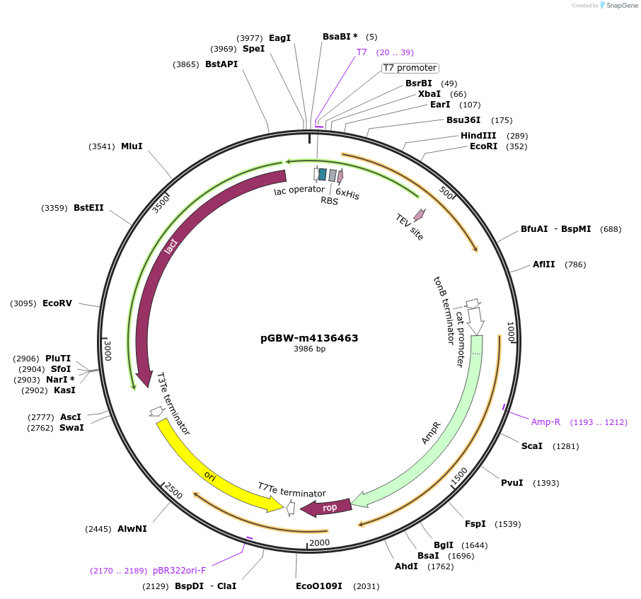 149527-plasmid-map-sequence-id-300219