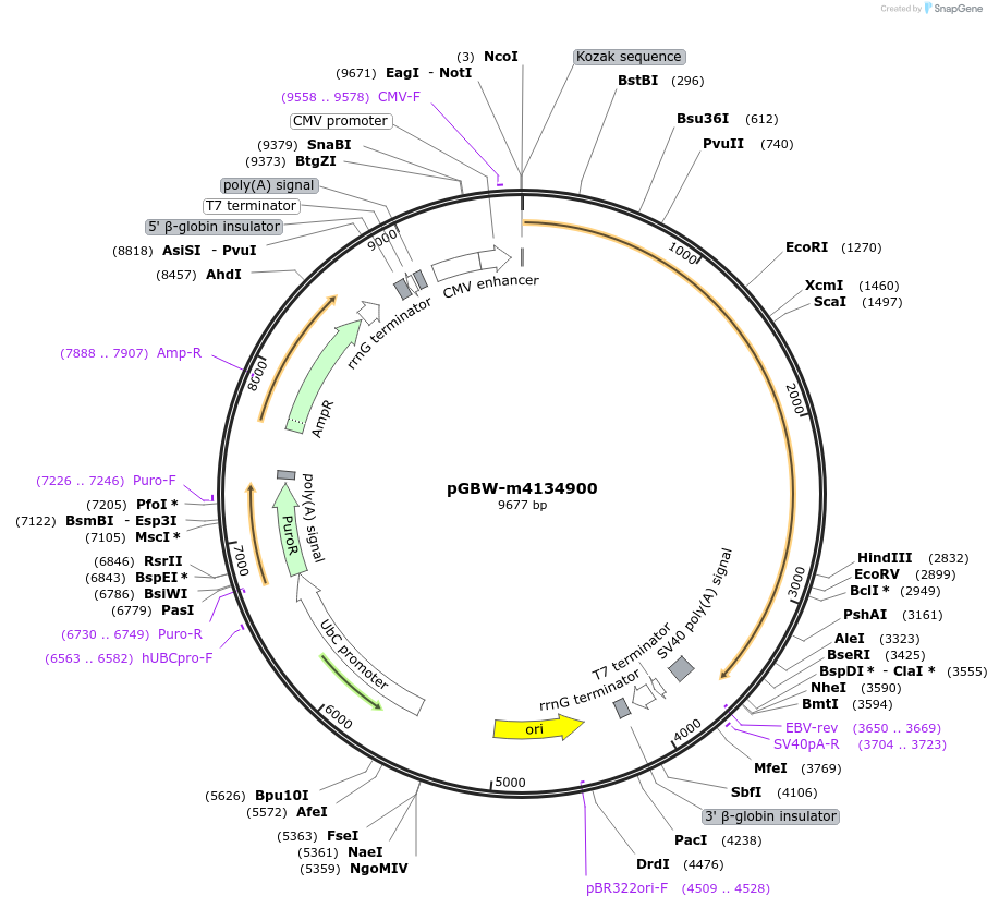 151911-plasmid-map-sequence-id-300222