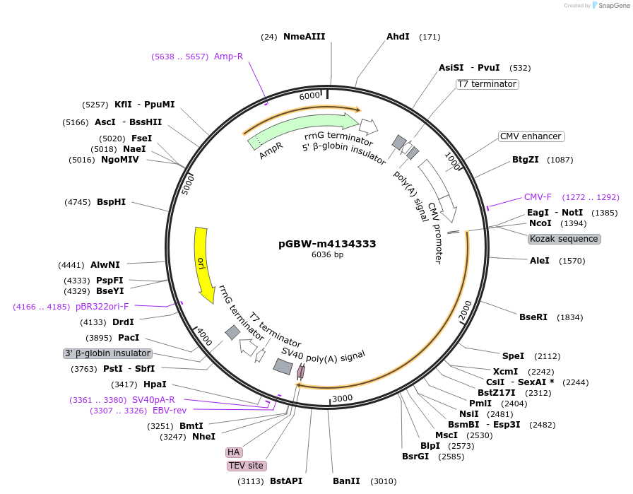 152671-plasmid-map-sequence-id-300224