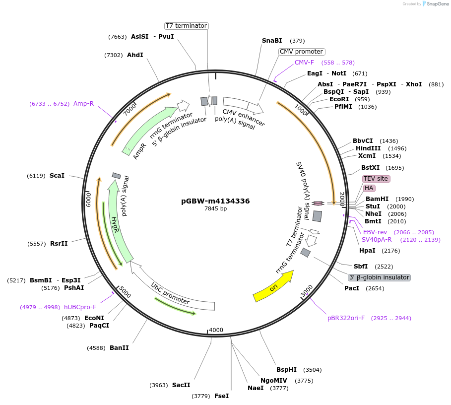 152014-plasmid-map-sequence-id-300229