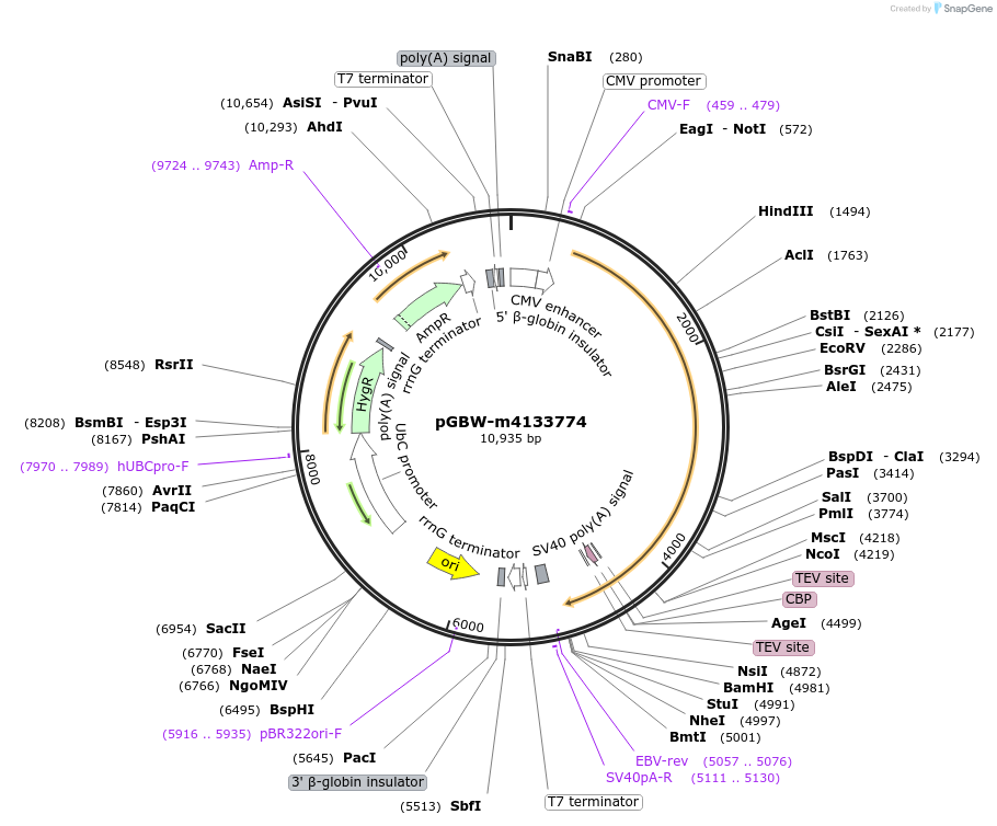 152711-plasmid-map-sequence-id-300231