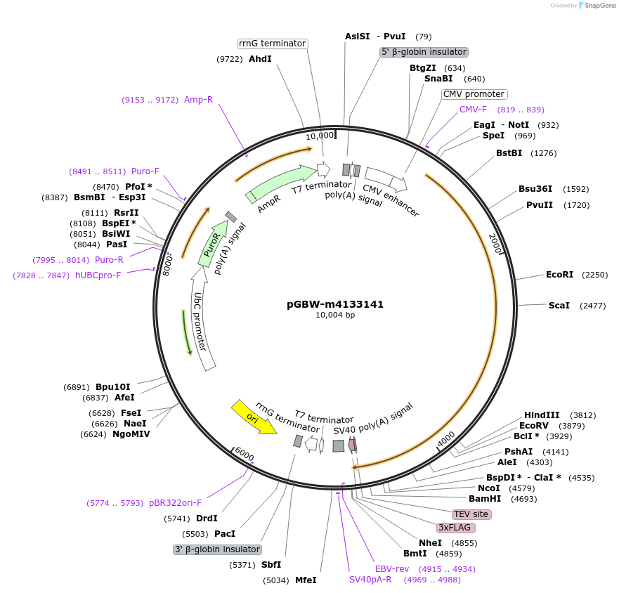 152404-plasmid-map-sequence-id-300236