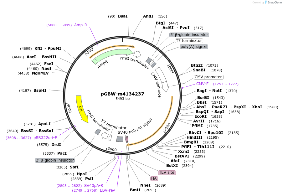 152441-plasmid-map-sequence-id-300245