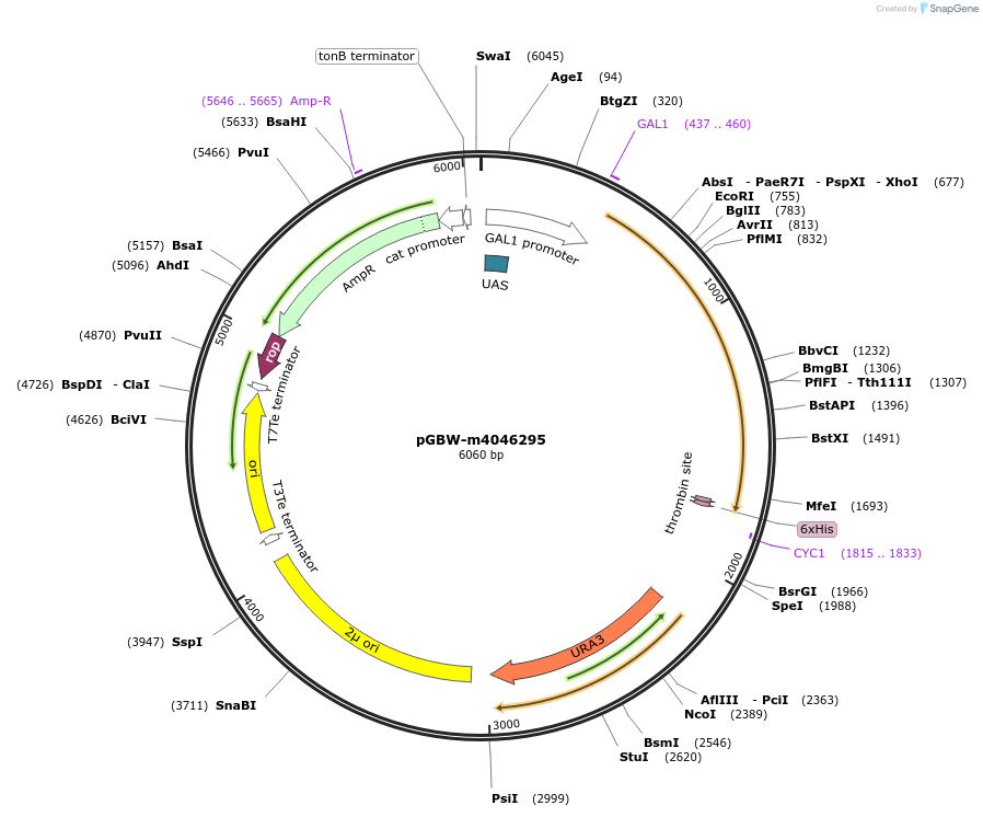 145513-plasmid-map-sequence-id-300250