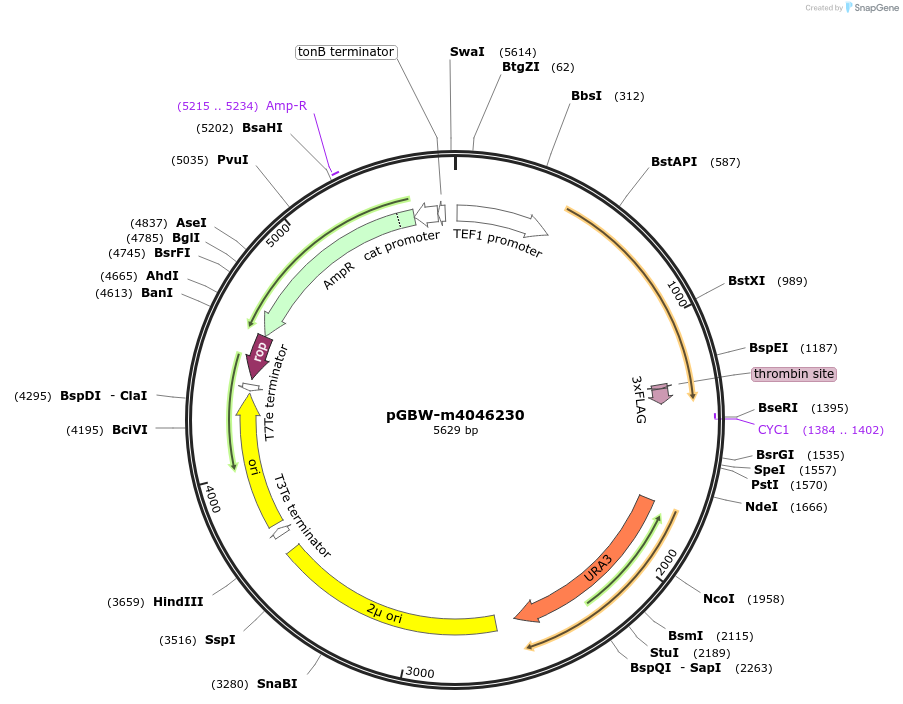 145454-plasmid-map-sequence-id-300252