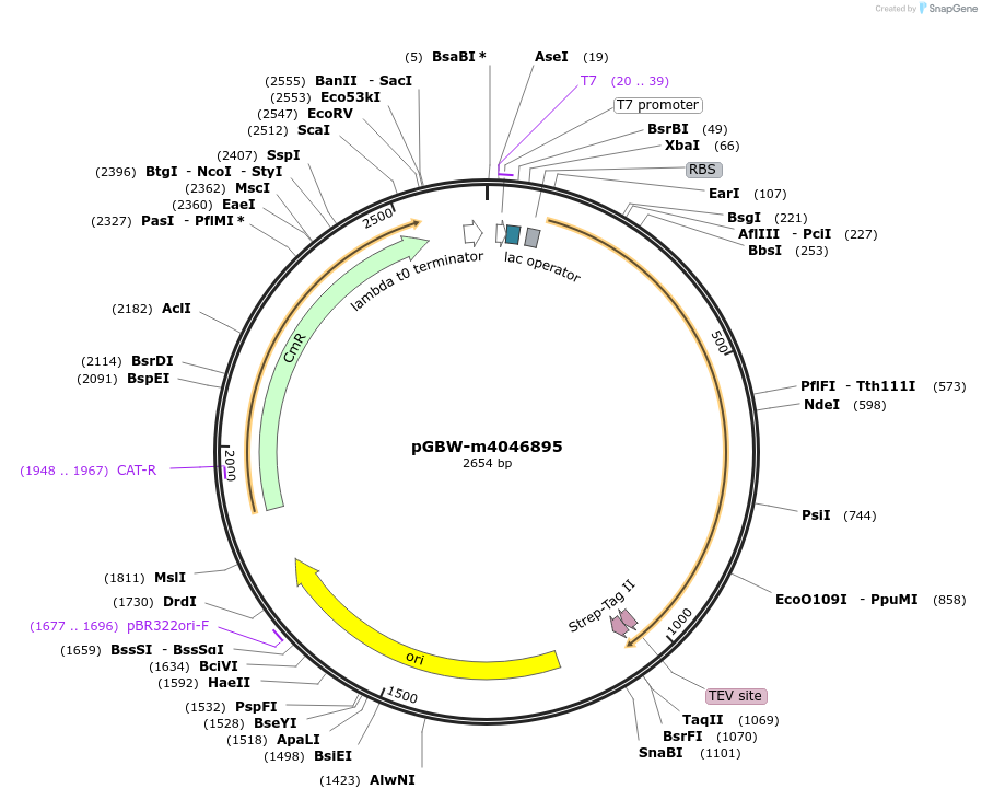 145596-plasmid-map-sequence-id-300253