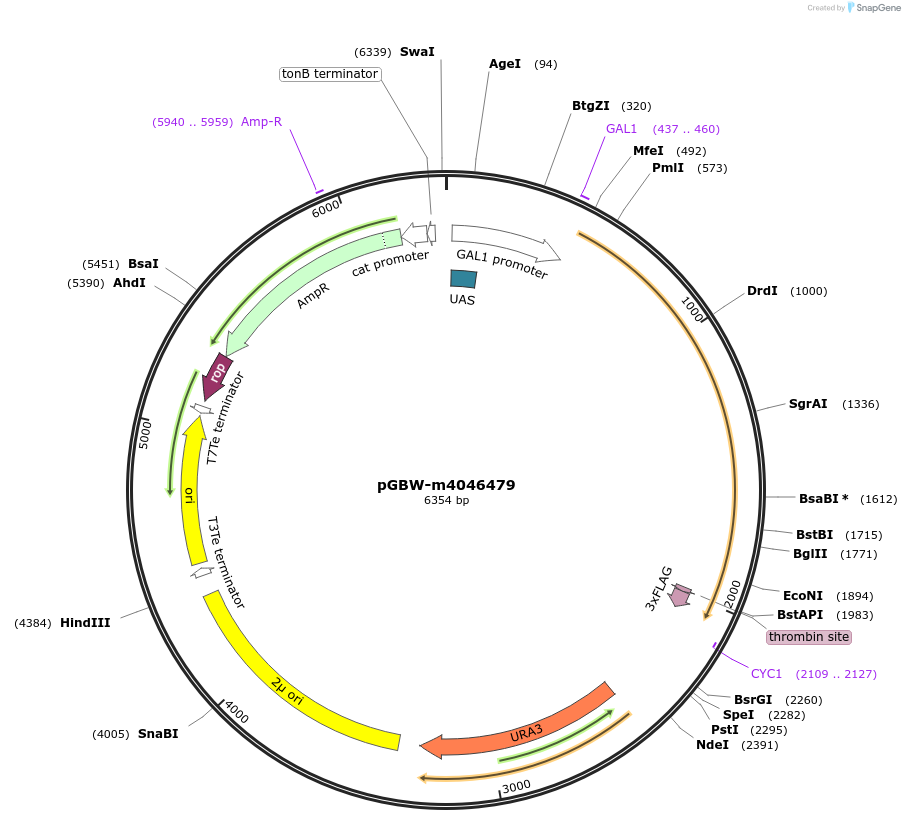145495-plasmid-map-sequence-id-300257