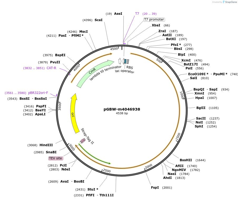 145599-plasmid-map-sequence-id-300265