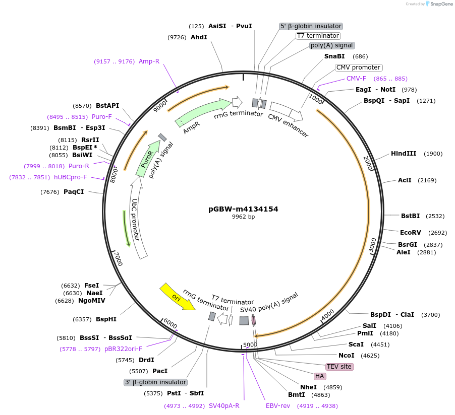 152475-plasmid-map-sequence-id-300269