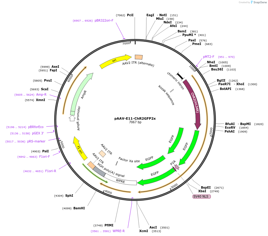 153434-plasmid-map-sequence-id-300331
