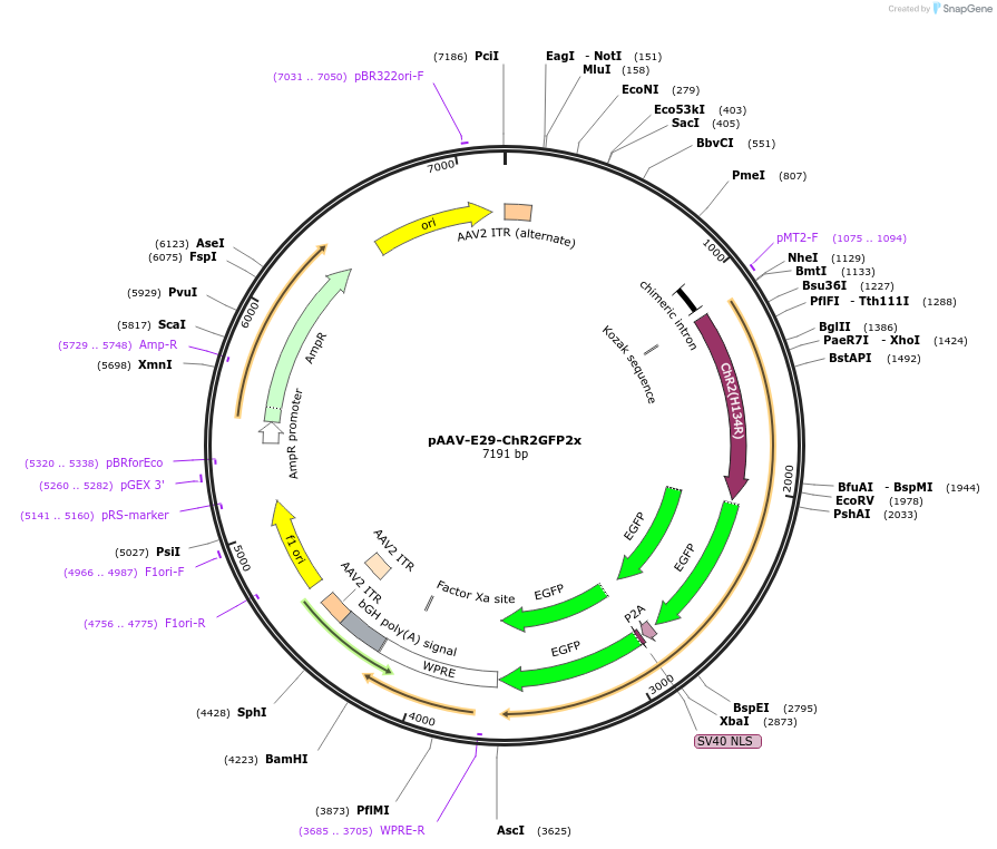 153437-plasmid-map-sequence-id-300338
