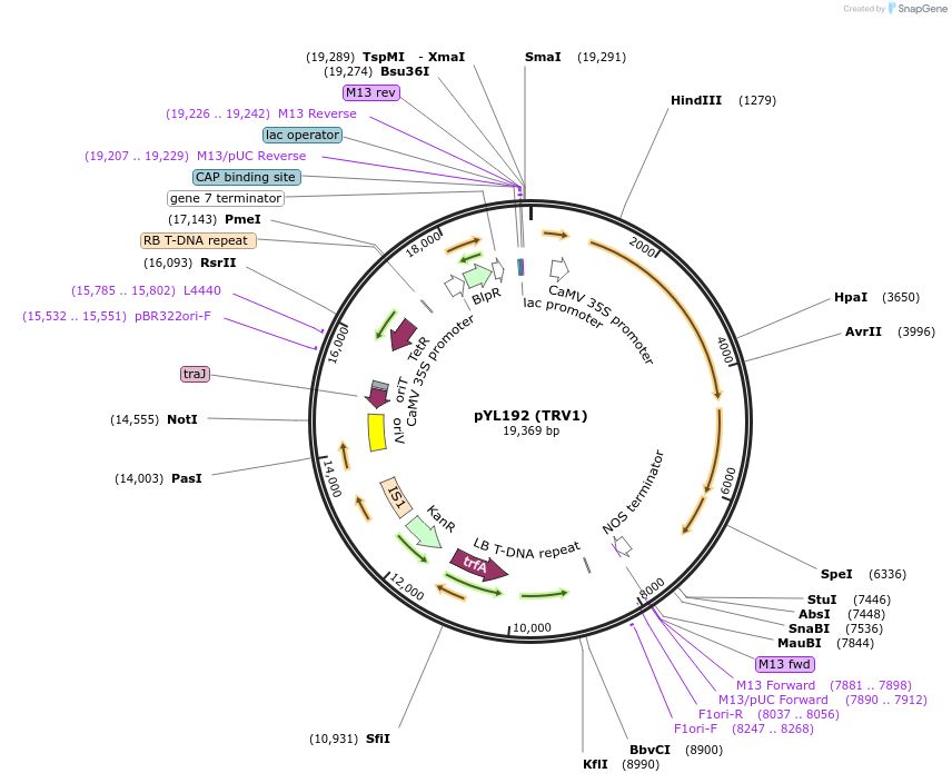 148968-plasmid-map-sequence-id-300339