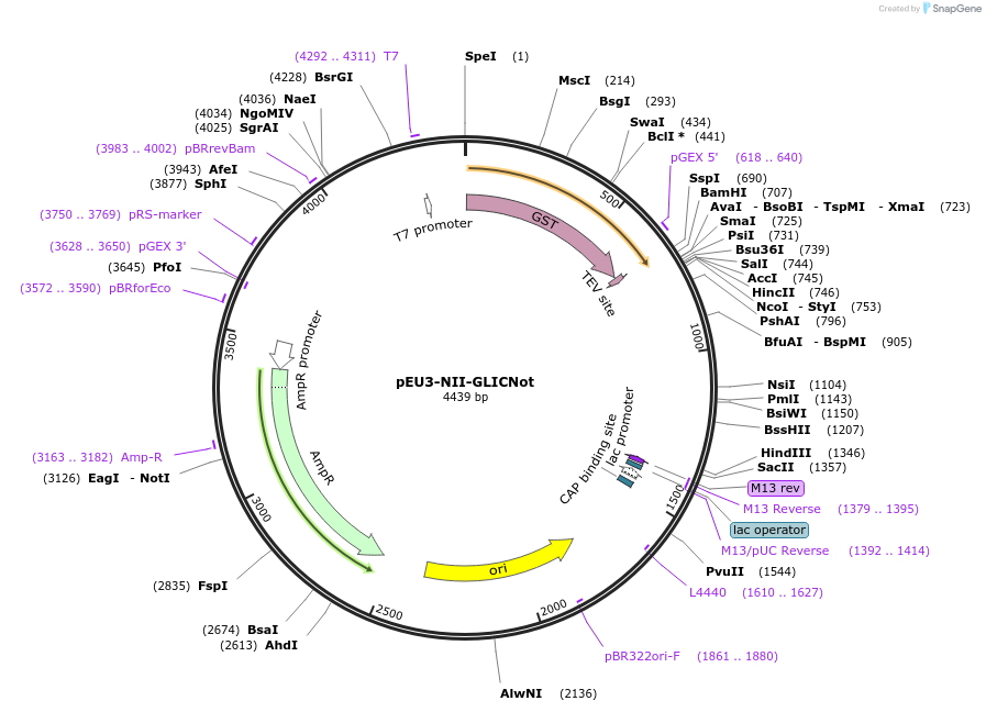 140182-plasmid-map-sequence-id-300388