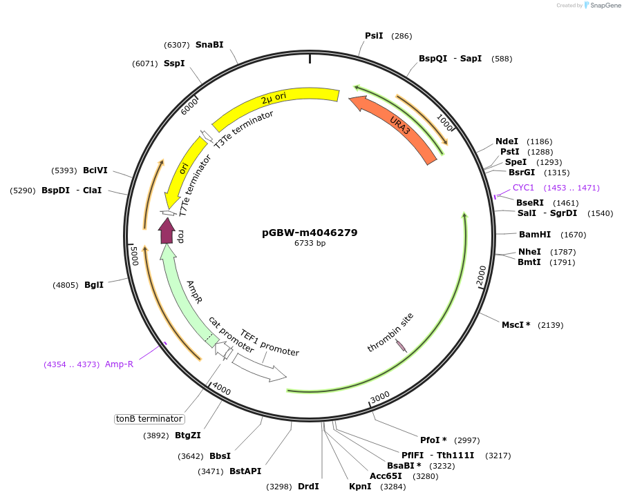 153854-plasmid-map-sequence-id-300403