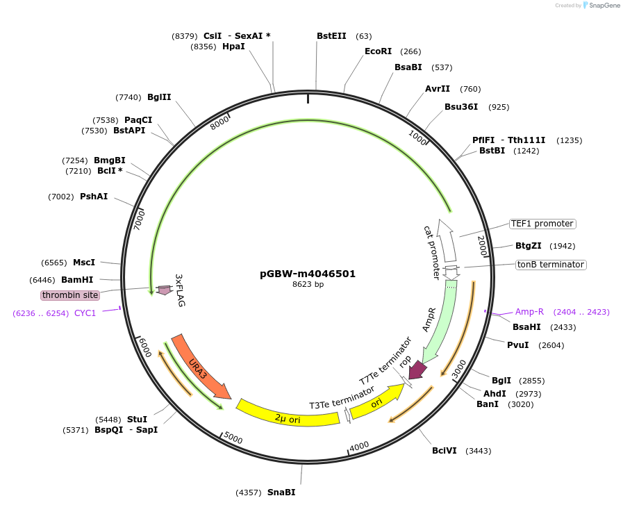 153855-plasmid-map-sequence-id-300404