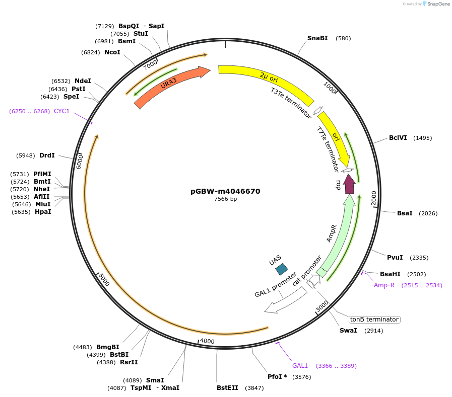 153858-plasmid-map-sequence-id-300406