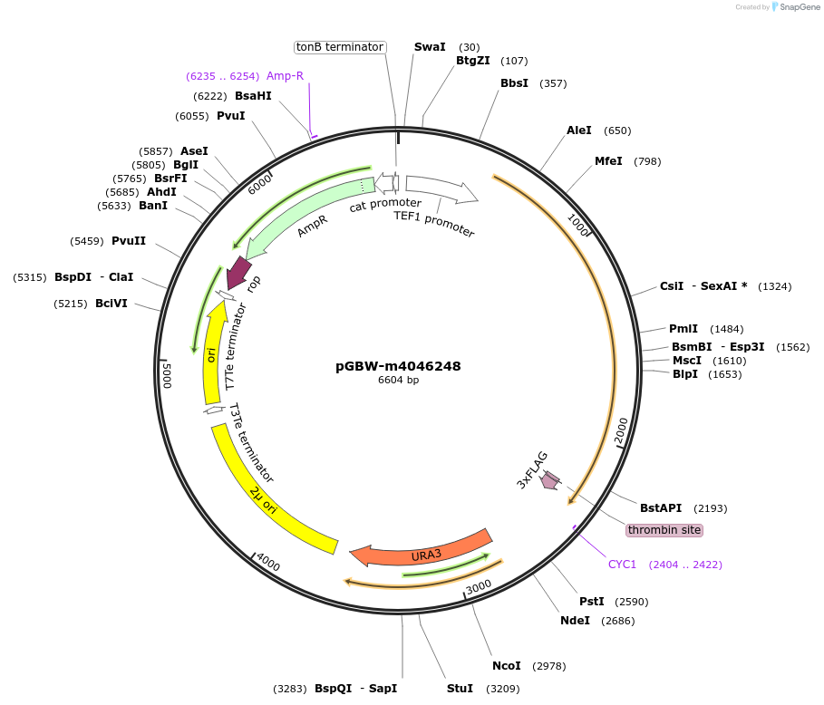 153865-plasmid-map-sequence-id-300410