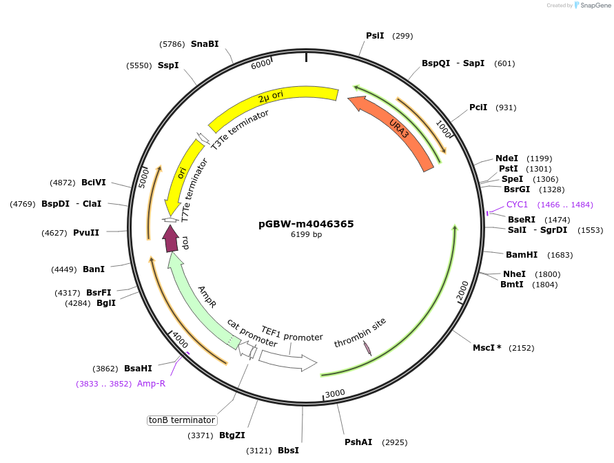 153867-plasmid-map-sequence-id-300411