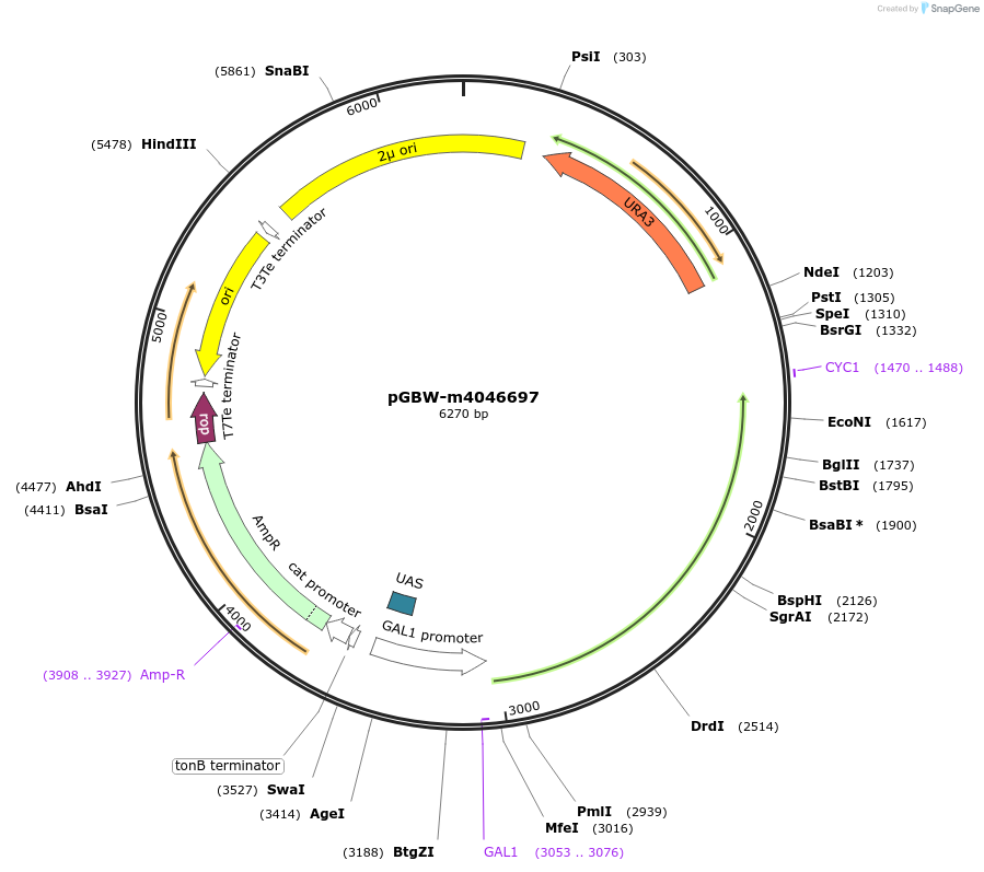 153869-plasmid-map-sequence-id-300416