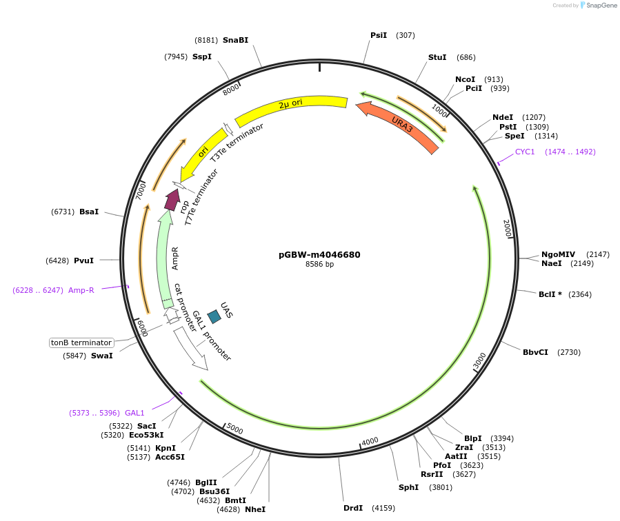 153870-plasmid-map-sequence-id-300417