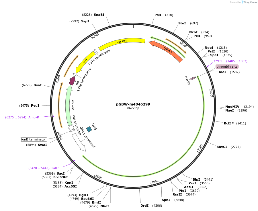 153878-plasmid-map-sequence-id-300422