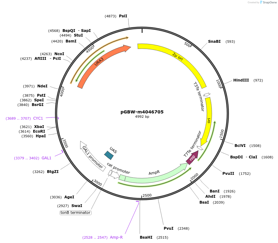 153881-plasmid-map-sequence-id-300424