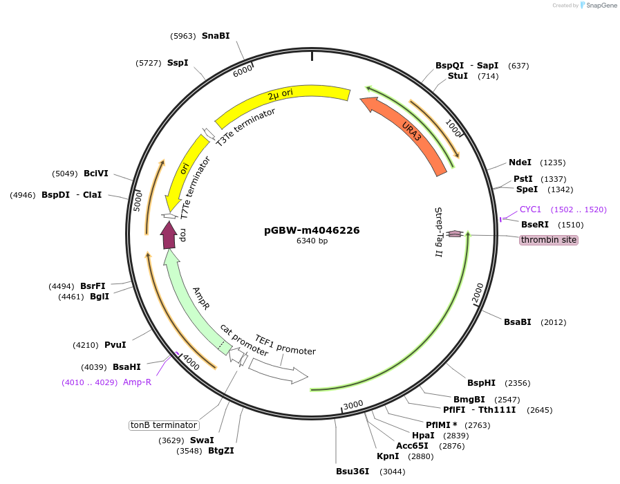 153889-plasmid-map-sequence-id-300431