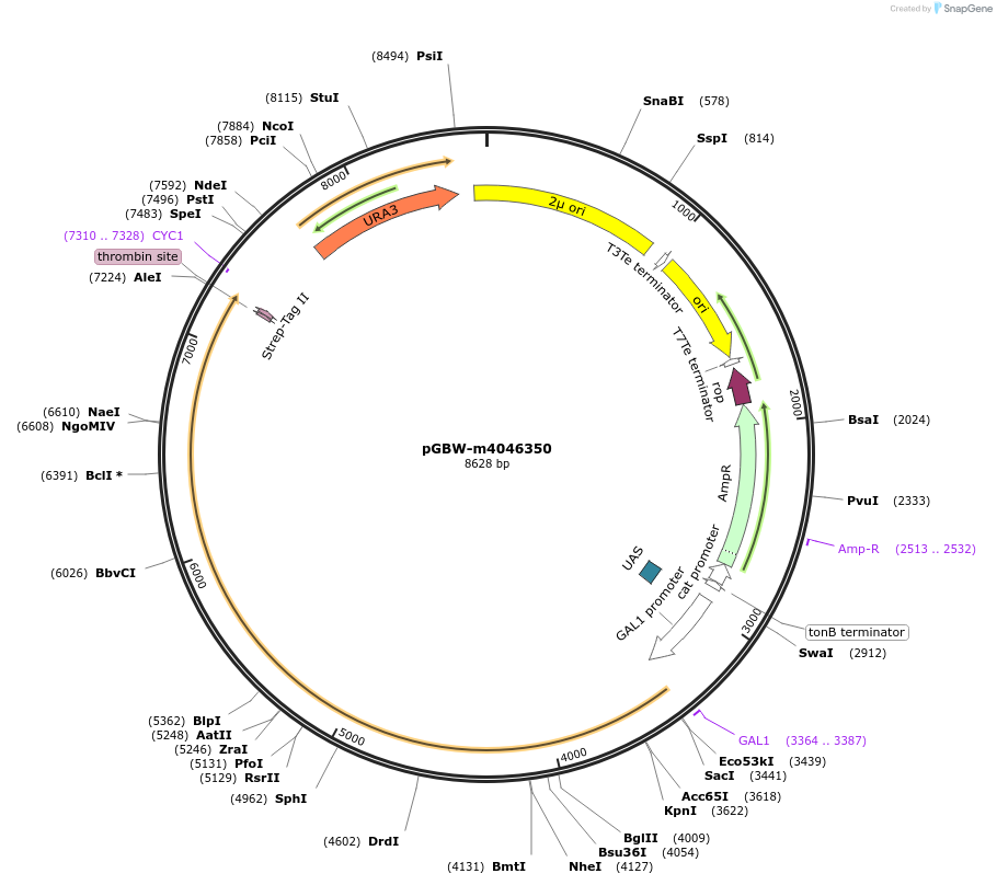 153890-plasmid-map-sequence-id-300432