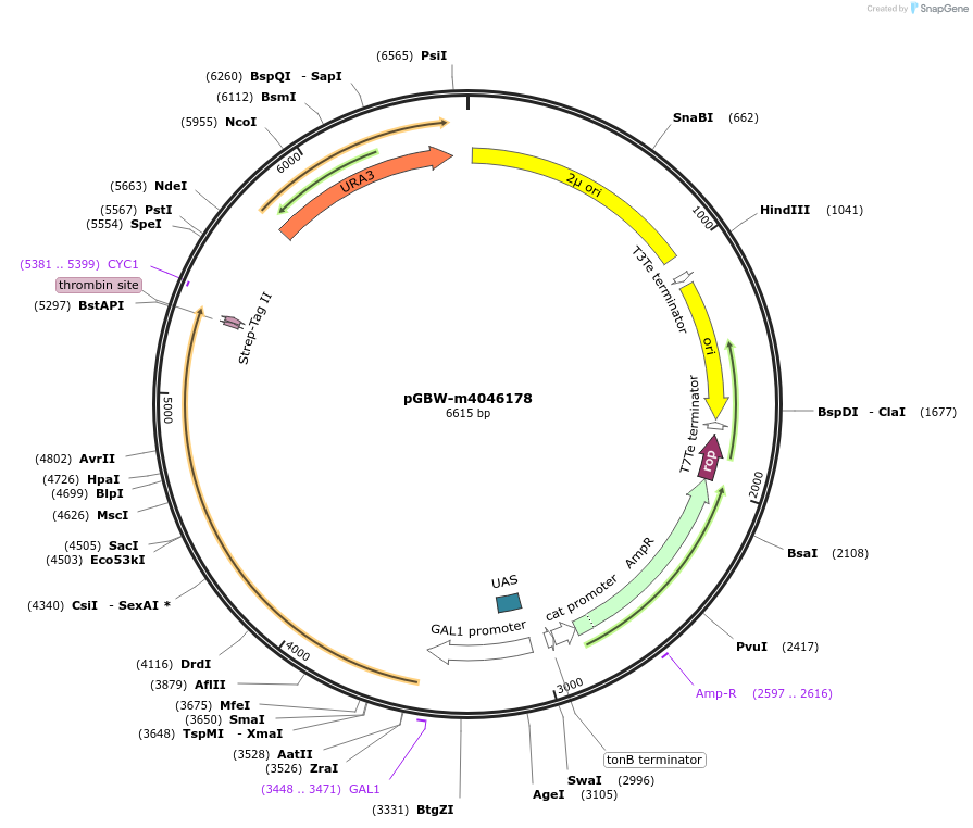 153891-plasmid-map-sequence-id-300433