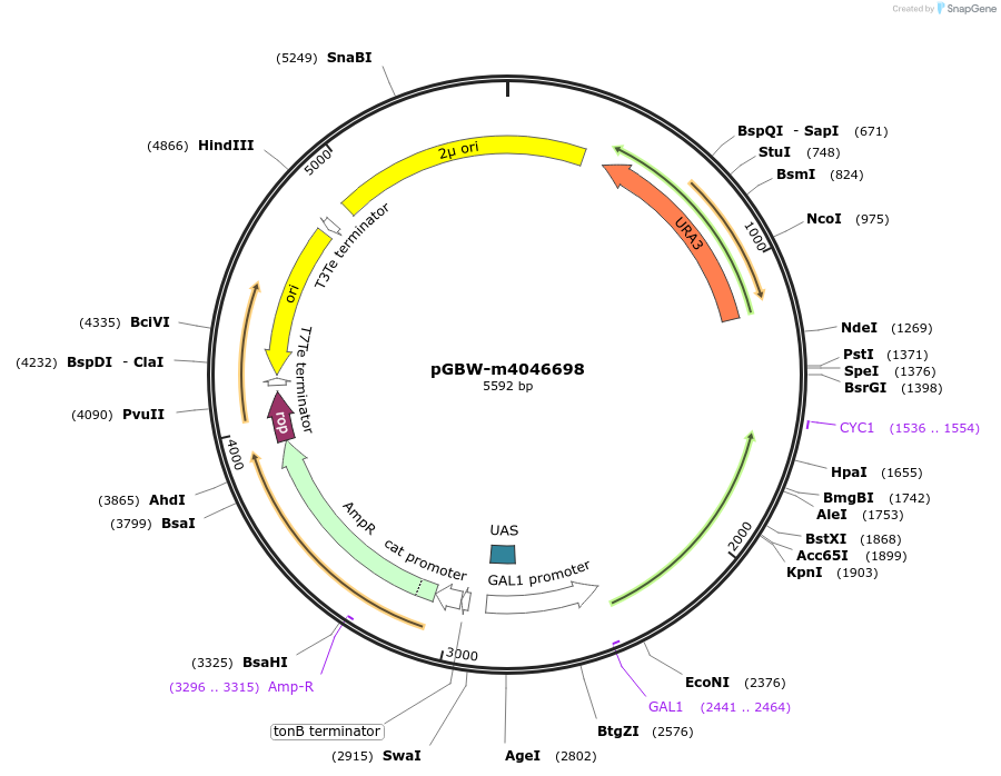 153892-plasmid-map-sequence-id-300434