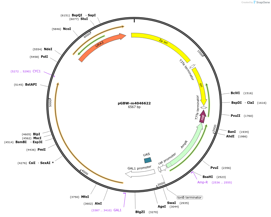 153904-plasmid-map-sequence-id-300444
