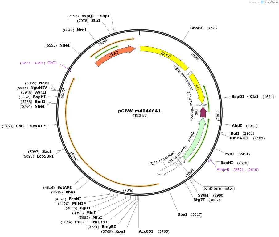 153905-plasmid-map-sequence-id-300445