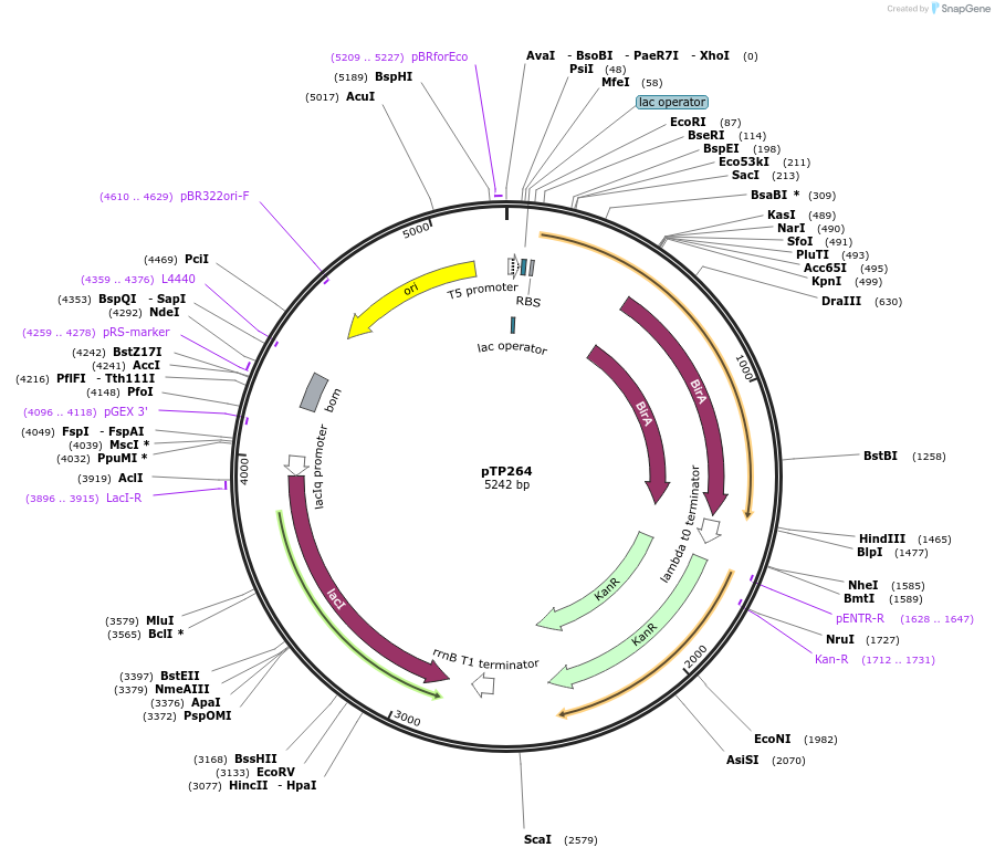 149334-plasmid-map-sequence-id-300459