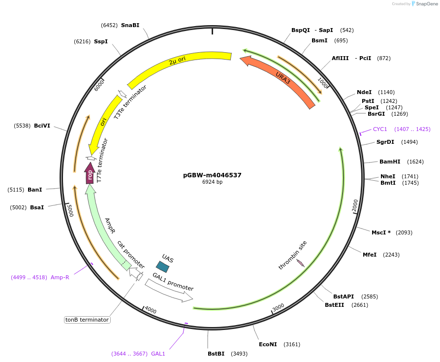 153914-plasmid-map-sequence-id-300478