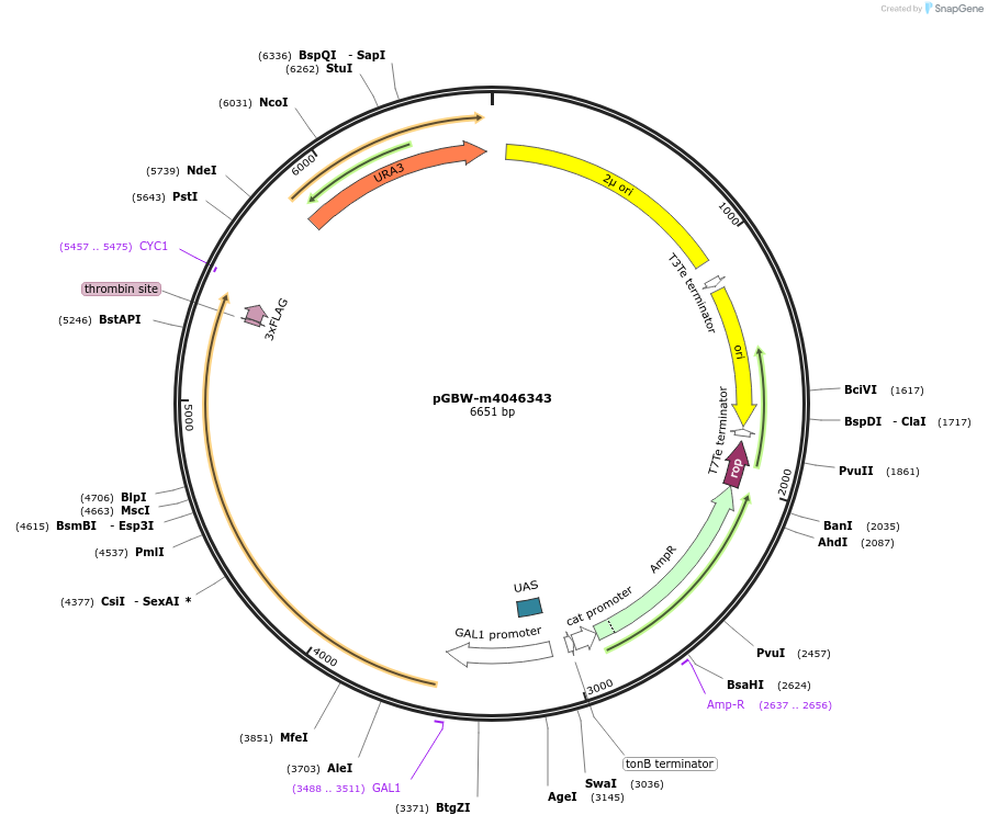 153915-plasmid-map-sequence-id-300483