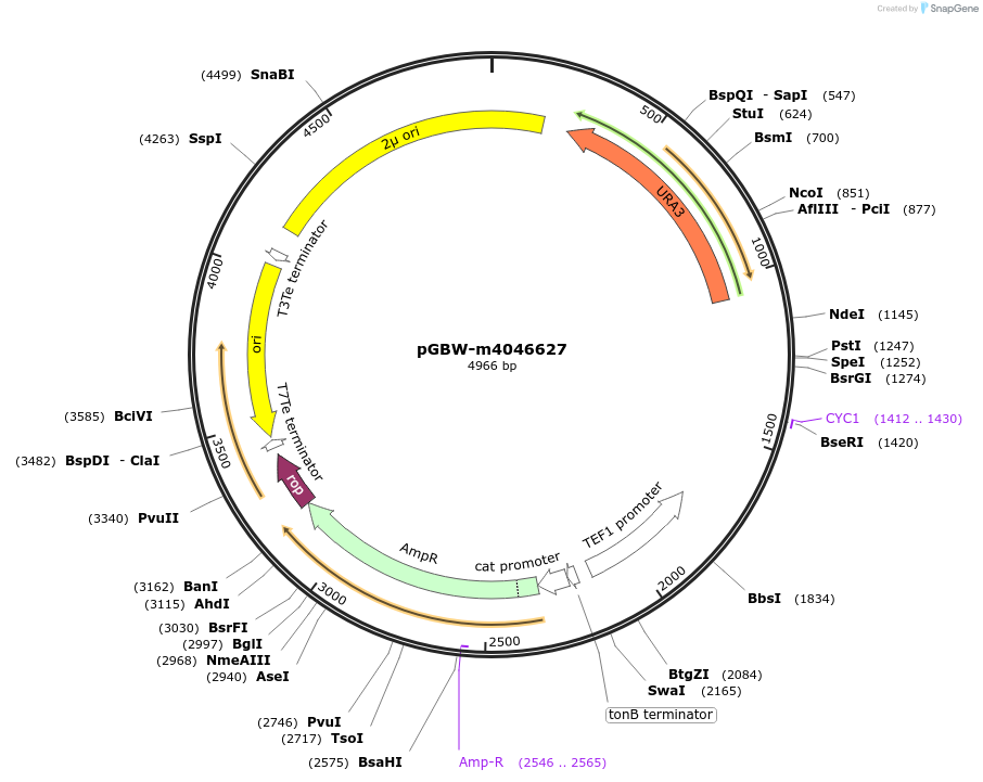 153916-plasmid-map-sequence-id-300484