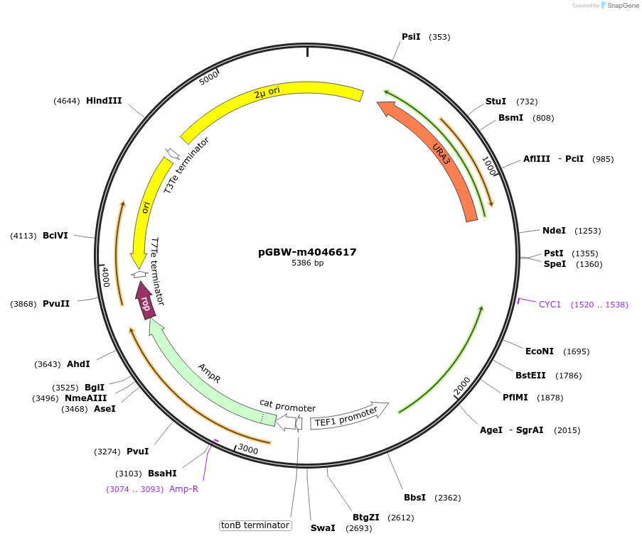 153917-plasmid-map-sequence-id-300485