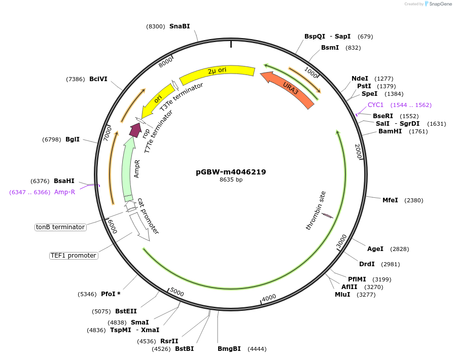 153926-plasmid-map-sequence-id-300491