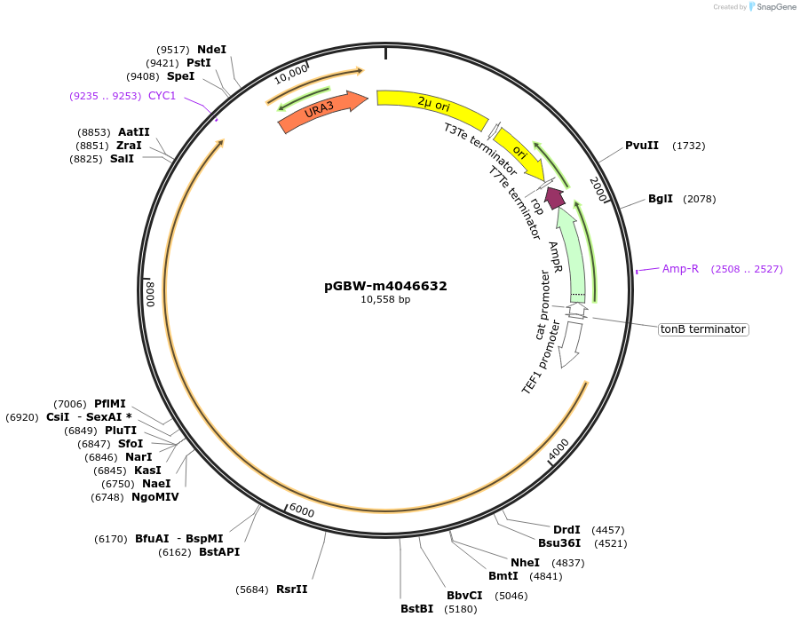153929-plasmid-map-sequence-id-300493