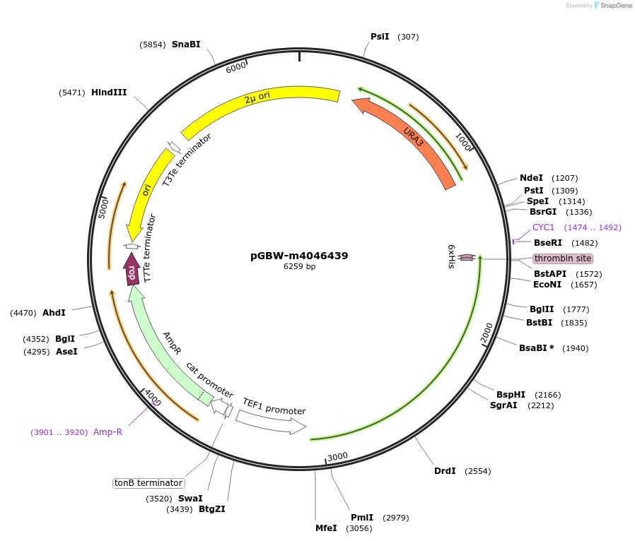 153938-plasmid-map-sequence-id-300501
