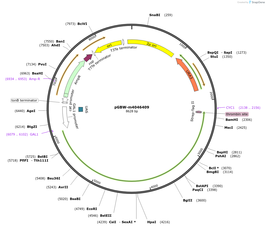 153939-plasmid-map-sequence-id-300502
