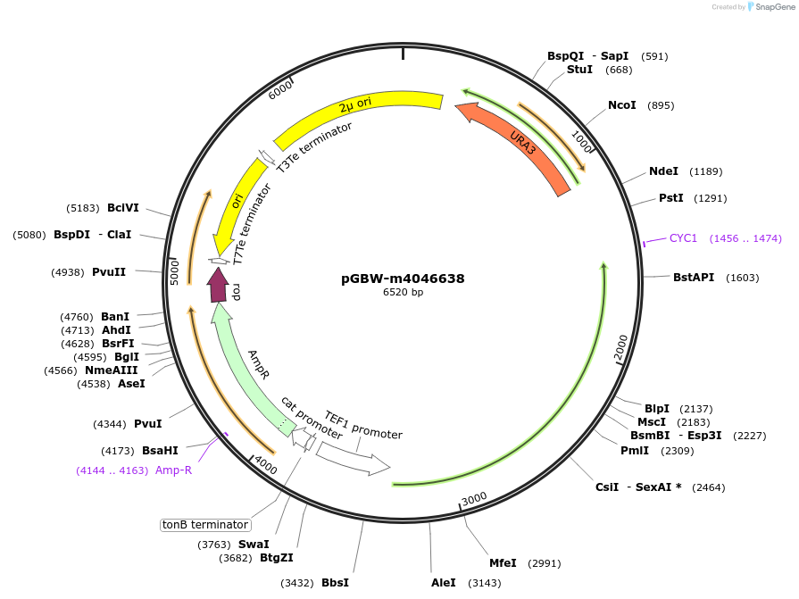 153941-plasmid-map-sequence-id-300503