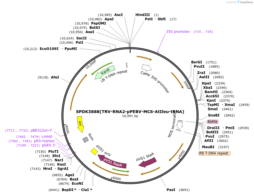 149276-plasmid-map-sequence-id-300510